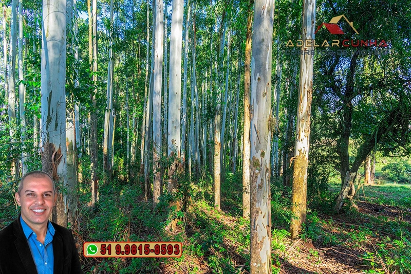 Sítio à Venda em Santo Antônio da Patrulha: 13ª foto da galeria de imagens do imóvel