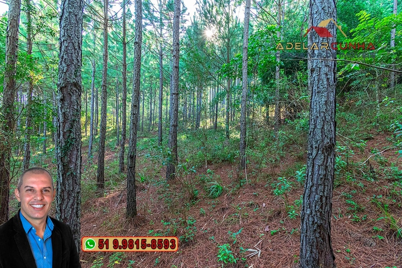 Sítio à Venda em Santo Antônio da Patrulha: 19ª foto da galeria de imagens do imóvel