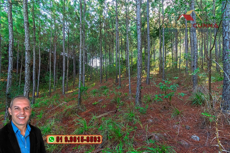 Sítio à Venda em Santo Antônio da Patrulha: 17ª foto da galeria de imagens do imóvel