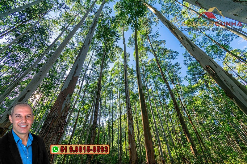 Sítio à Venda em Santo Antônio da Patrulha: 22ª foto da galeria de imagens do imóvel