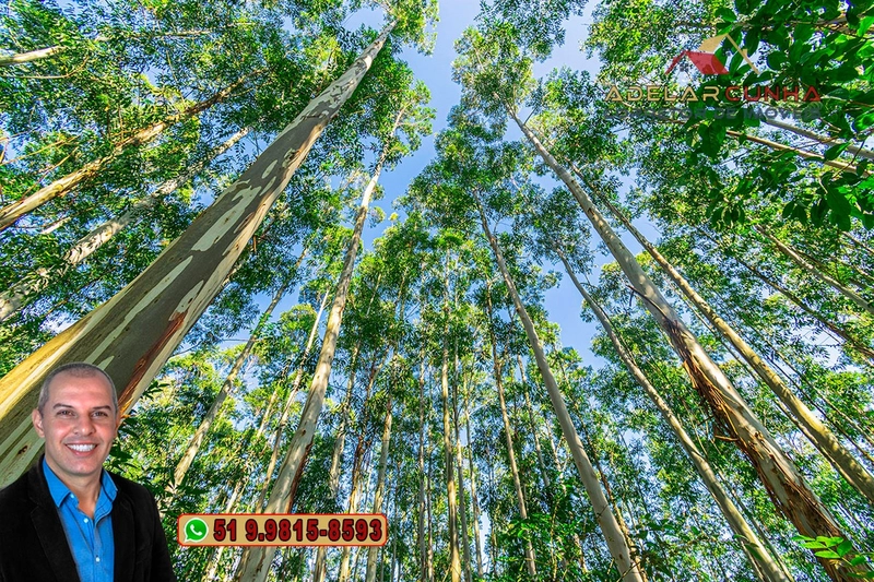 Sítio à Venda em Santo Antônio da Patrulha: 25ª foto da galeria de imagens do imóvel