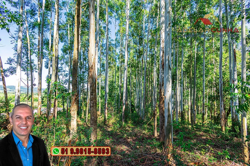 Sítio à Venda em Santo Antônio da Patrulha: 14ª foto da galeria de imagens do imóvel