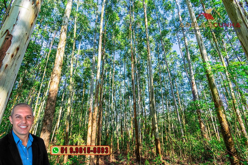 Sítio à Venda em Santo Antônio da Patrulha: 27ª foto da galeria de imagens do imóvel