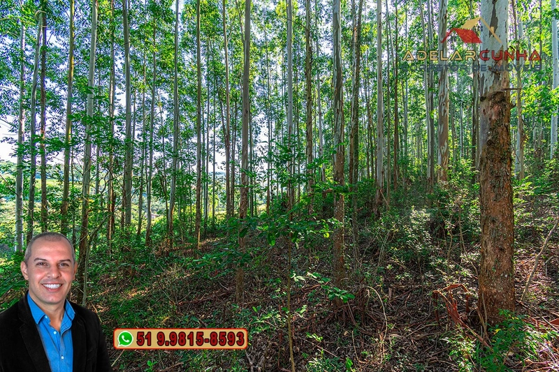 Sítio à Venda em Santo Antônio da Patrulha: 21ª foto da galeria de imagens do imóvel