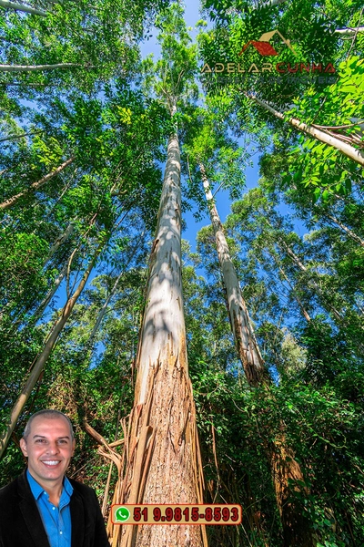 Sítio à Venda em Santo Antônio da Patrulha: 12ª foto da galeria de imagens do imóvel