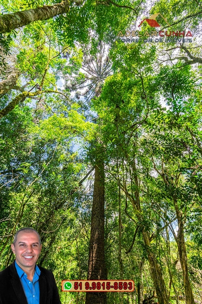 Sítio de 4.5 hectares com um Belíssimo Riacho à VENDA em Três Coroas: 38ª foto da galeria de imagens do imóvel