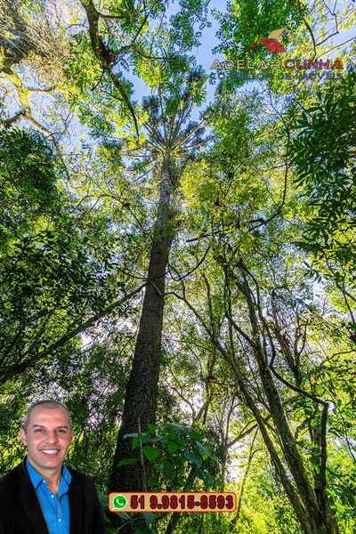 Sítio de 4.5 hectares com um Belíssimo Riacho à VENDA em Três Coroas: 39ª foto da galeria de imagens do imóvel
