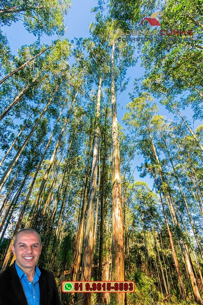 Chácara de 2 hectares à VENDA em Araricá: 13ª foto da galeria de imagens do imóvel
