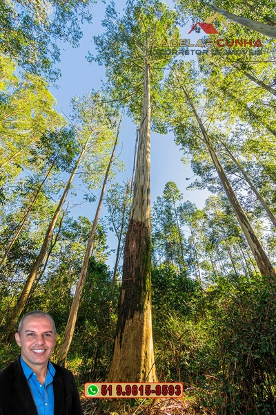 Chácara de 2 hectares à VENDA em Araricá: 14ª foto da galeria de imagens do imóvel