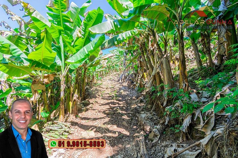 Sítio de 11.7 hectares à VENDA Igrejinha - RS: 71ª foto da galeria de imagens do imóvel