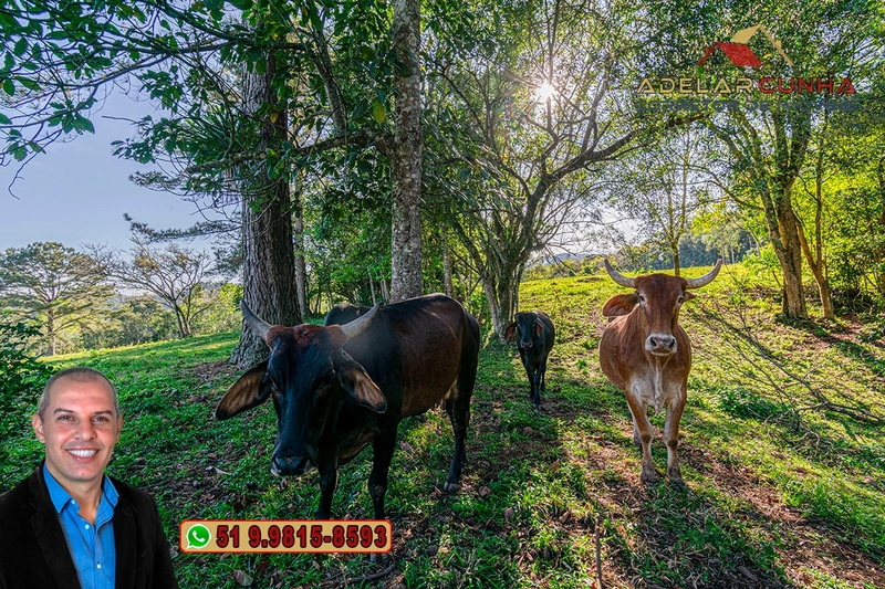 Sítio de 5 hectares à VENDA Igrejinha - RS.: 4ª foto da galeria de imagens do imóvel