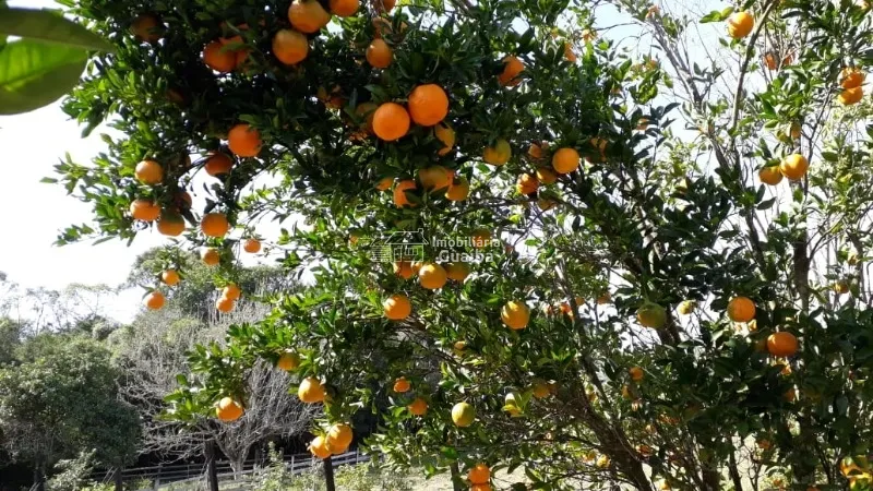 Magnifica propriedade Rural!: 14ª foto da galeria de imagens do imóvel