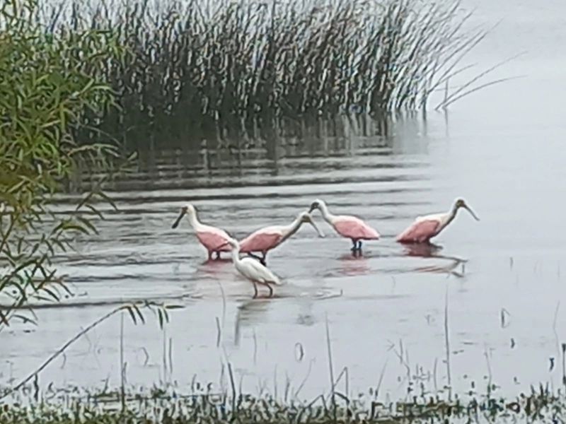 MARAVILHOSO SITIO NA BEIRA DA LAGOA: 6ª foto da galeria de imagens do imóvel