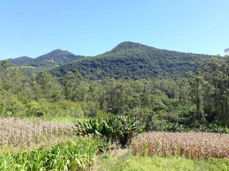ÁREA RURAL COM CASA ALVENARIA E MAQUINÉ- RS: 7ª foto da galeria de imagens do imóvel