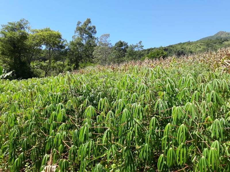 ÁREA RURAL COM CASA ALVENARIA E MAQUINÉ- RS: 2ª foto da galeria de imagens do imóvel