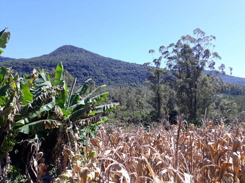 ÁREA RURAL COM CASA ALVENARIA E MAQUINÉ- RS: 12ª foto da galeria de imagens do imóvel