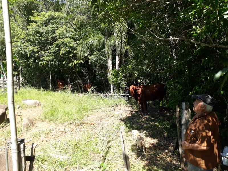 ÁREA RURAL COM CASA ALVENARIA E MAQUINÉ- RS: 4ª foto da galeria de imagens do imóvel