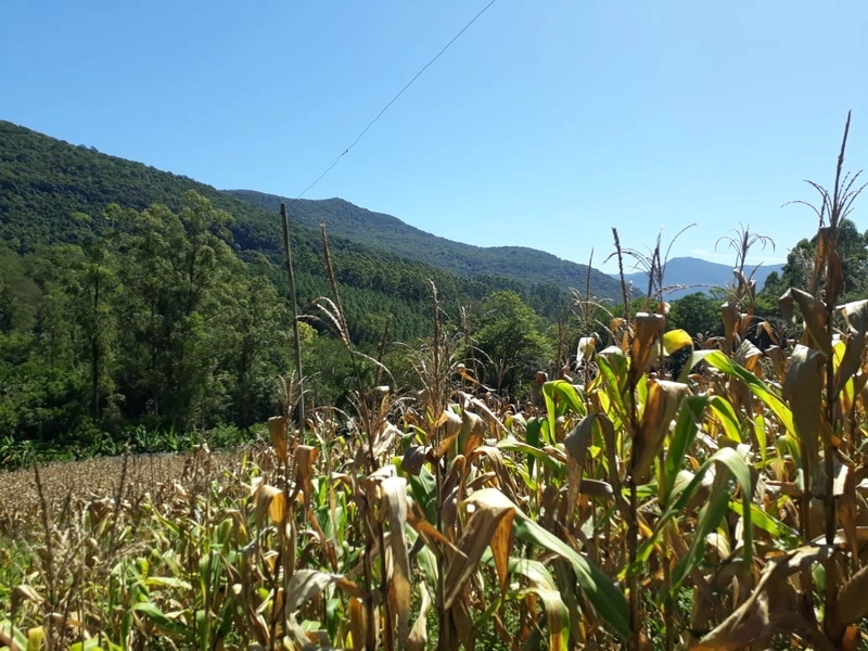 ÁREA RURAL COM CASA ALVENARIA E MAQUINÉ- RS: 6ª foto da galeria de imagens do imóvel