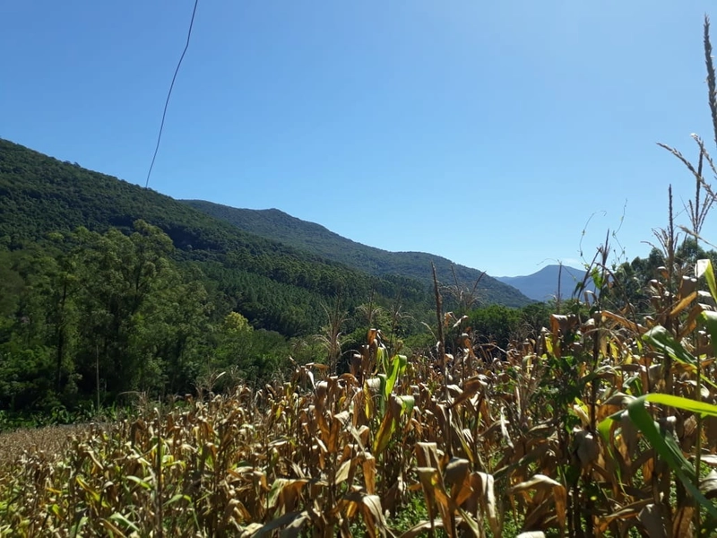 ÁREA RURAL COM CASA ALVENARIA E MAQUINÉ- RS: 8ª foto da galeria de imagens do imóvel