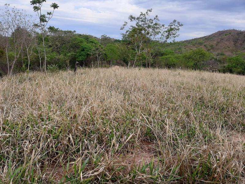 Fazenda 420,66 alqueires (2.036, Ha), em Unaí-MG, ÓTIMA PARA PECUÁRIA.: 8ª foto da galeria de imagens do imóvel