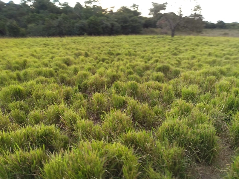 Fazenda 400 alqueires (1.936 Ha), em Formosa-GO, Dupla aptidão.: 9ª foto da galeria de imagens do imóvel