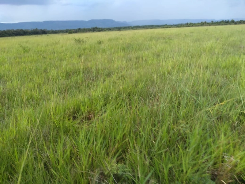 Fazenda 400 alqueires (1.936 Ha), em Formosa-GO, Dupla aptidão.: 23ª foto da galeria de imagens do imóvel