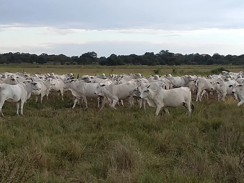 Fazenda 400 alqueires (1.936 Ha), em Formosa-GO, Dupla aptidão.: 21ª foto da galeria de imagens do imóvel