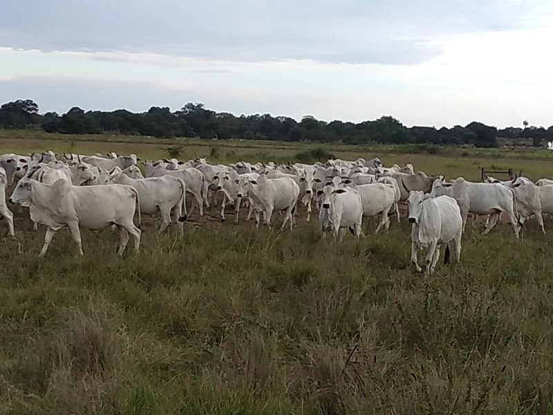Fazenda 400 alqueires (1.936 Ha), em Formosa-GO, Dupla aptidão.: 20ª foto da galeria de imagens do imóvel