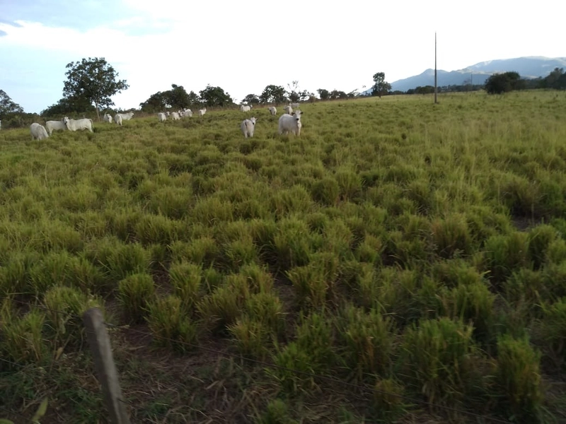 Fazenda 400 alqueires (1.936 Ha), em Formosa-GO, Dupla aptidão.: 3ª foto da galeria de imagens do imóvel