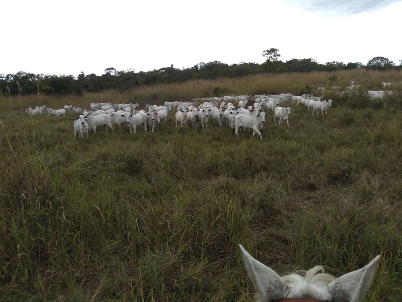 Fazenda 400 alqueires (1.936 Ha), em Formosa-GO, Dupla aptidão.: 18ª foto da galeria de imagens do imóvel