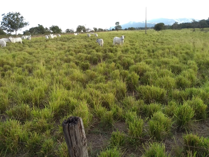 Fazenda 400 alqueires (1.936 Ha), em Formosa-GO, Dupla aptidão.: 8ª foto da galeria de imagens do imóvel