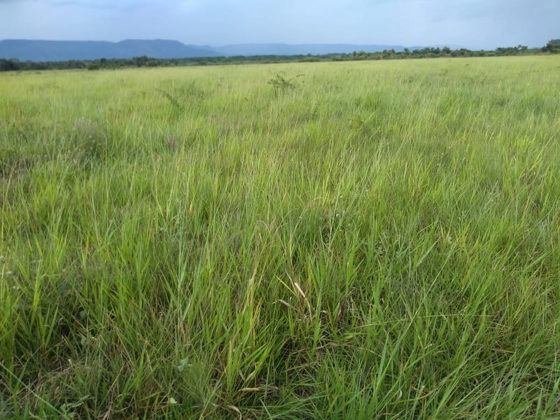Fazenda 400 alqueires (1.936 Ha), em Formosa-GO, Dupla aptidão.: 12ª foto da galeria de imagens do imóvel