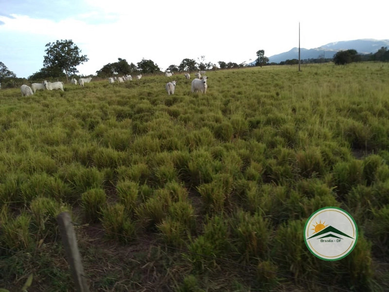 Fazenda 400 alqueires (1.936 Ha), em Formosa-GO, Dupla aptidão.: 1ª foto da galeria de imagens do imóvel