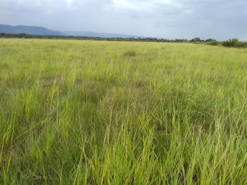 Fazenda 400 alqueires (1.936 Ha), em Formosa-GO, Dupla aptidão.: 17ª foto da galeria de imagens do imóvel