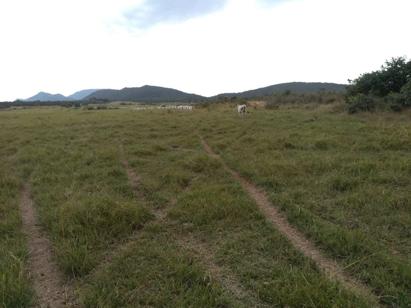 Fazenda 400 alqueires (1.936 Ha), em Formosa-GO, Dupla aptidão.: 15ª foto da galeria de imagens do imóvel