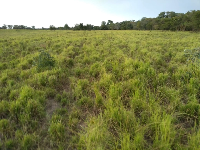 Fazenda 400 alqueires (1.936 Ha), em Formosa-GO, Dupla aptidão.: 11ª foto da galeria de imagens do imóvel
