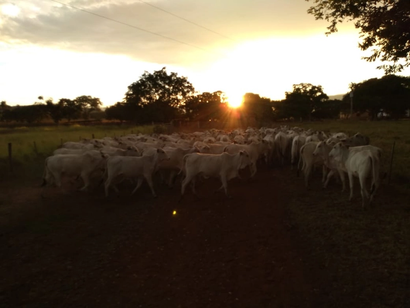 Fazenda 400 alqueires (1.936 Ha), em Formosa-GO, Dupla aptidão.: 14ª foto da galeria de imagens do imóvel