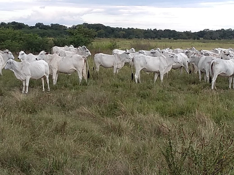 Fazenda 400 alqueires (1.936 Ha), em Formosa-GO, Dupla aptidão.: 19ª foto da galeria de imagens do imóvel