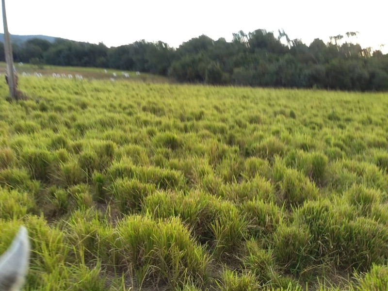 Fazenda 400 alqueires (1.936 Ha), em Formosa-GO, Dupla aptidão.: 24ª foto da galeria de imagens do imóvel