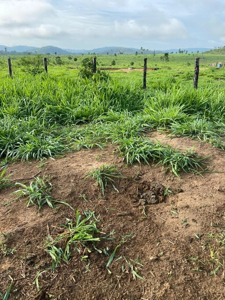 Fazenda 900 alqueires (4.356 Ha), em Santana do Araguaia-PA, Dupla apt: 23ª foto da galeria de imagens do imóvel