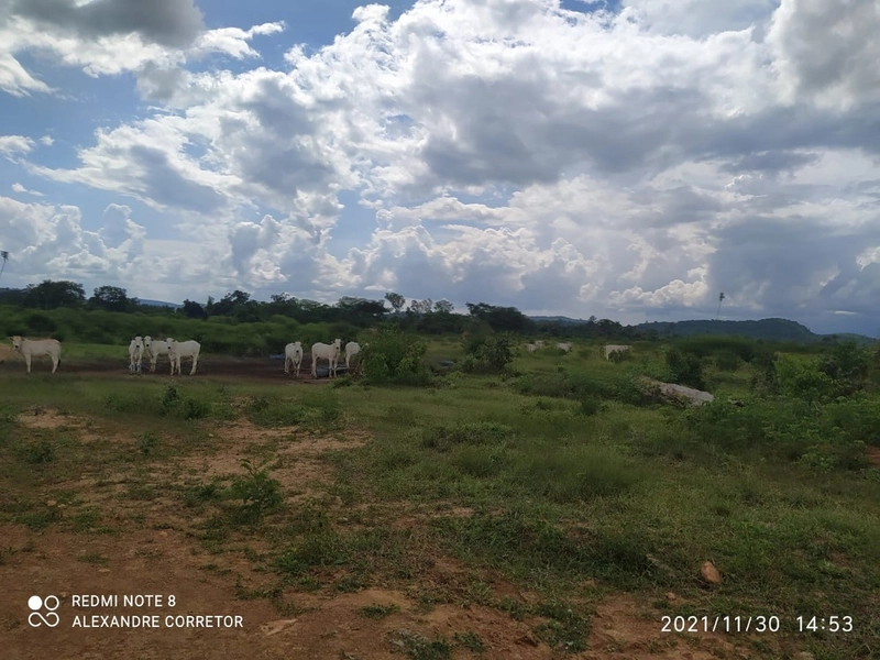 Fazenda 900 alqueires (4.356 Ha), em Santana do Araguaia-PA, Dupla apt: 6ª foto da galeria de imagens do imóvel