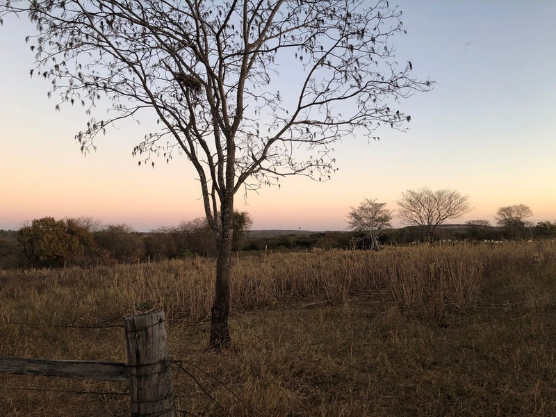 Fazenda 203 ha para pecuária em Buritinópolis-GO, toda formada.: 2ª foto da galeria de imagens do imóvel