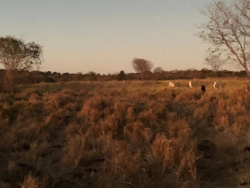 Fazenda 203 ha para pecuária em Buritinópolis-GO, toda formada.: 14ª foto da galeria de imagens do imóvel