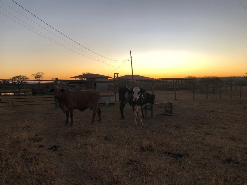 Fazenda 203 ha para pecuária em Buritinópolis-GO, toda formada.: 5ª foto da galeria de imagens do imóvel
