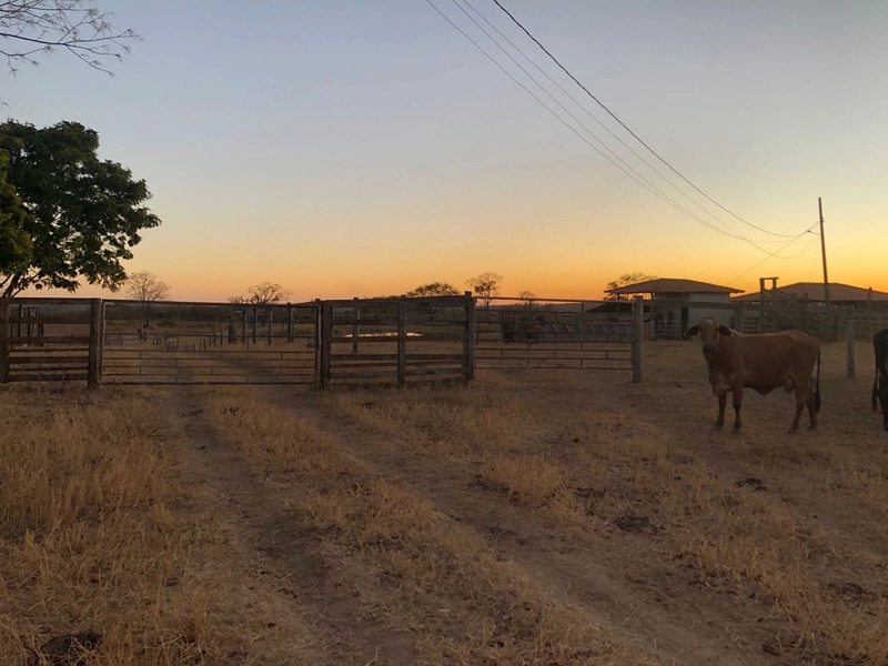 Fazenda 203 ha para pecuária em Buritinópolis-GO, toda formada.: 6ª foto da galeria de imagens do imóvel