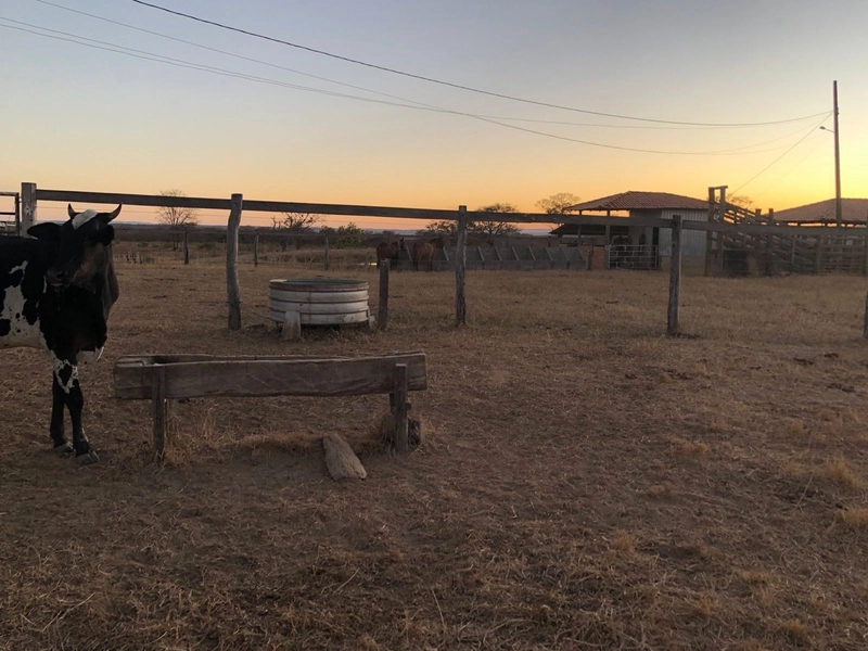 Fazenda 203 ha para pecuária em Buritinópolis-GO, toda formada.: 8ª foto da galeria de imagens do imóvel