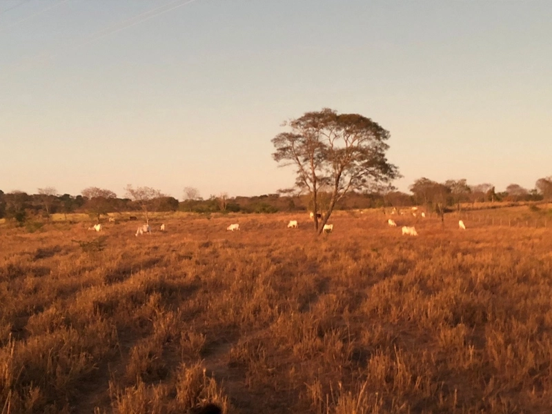 Fazenda 203 ha para pecuária em Buritinópolis-GO, toda formada.: 13ª foto da galeria de imagens do imóvel