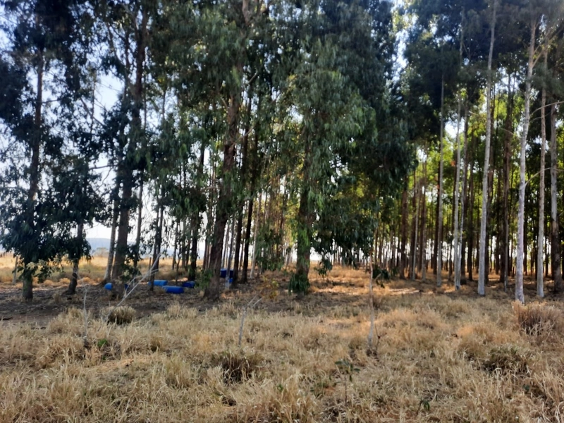 Fazenda em S.J.d’Aliança-GO/Água Fria-GO: 9ª foto da galeria de imagens do imóvel