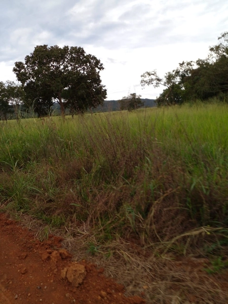 Fazenda para SOJA em Nobres-MT - Área: 7.430 ha: 2ª foto da galeria de imagens do imóvel