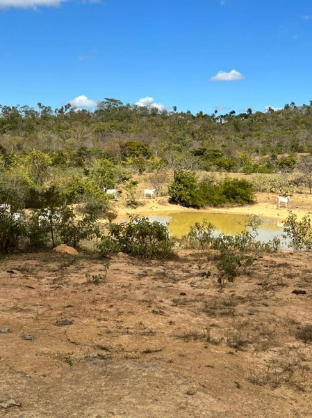 Fazenda à venda 46,49 alq. (225 Ha), em Cabeceira Grande-MG, dupla apt: 3ª foto da galeria de imagens do imóvel